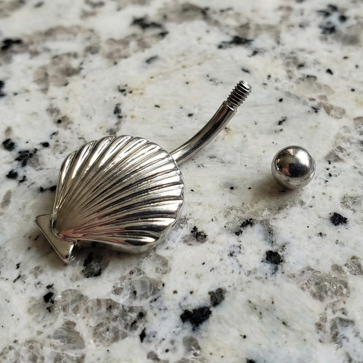 Seashell Belly Ring 14G 316L Surgical Steel On a Countertop with the ball Removed.